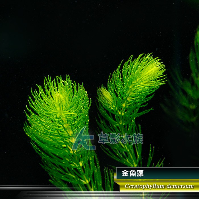 Ac草影 金魚藻 十株 金魚草新手水草簡單種植 蝦皮購物