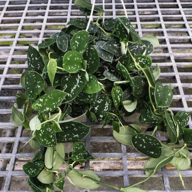 觀葉 星點藤 6吋吊盆 蝦皮購物