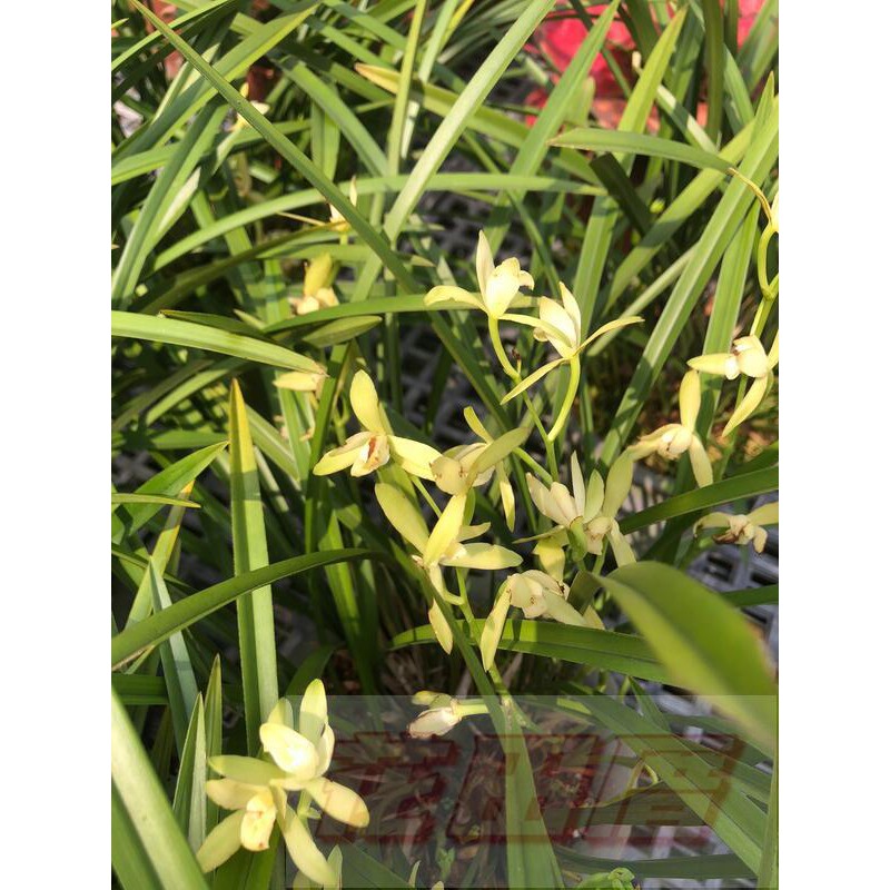花田里_季節花卉(*鐵骨素心蘭*)4-5吋盆高20-30cm