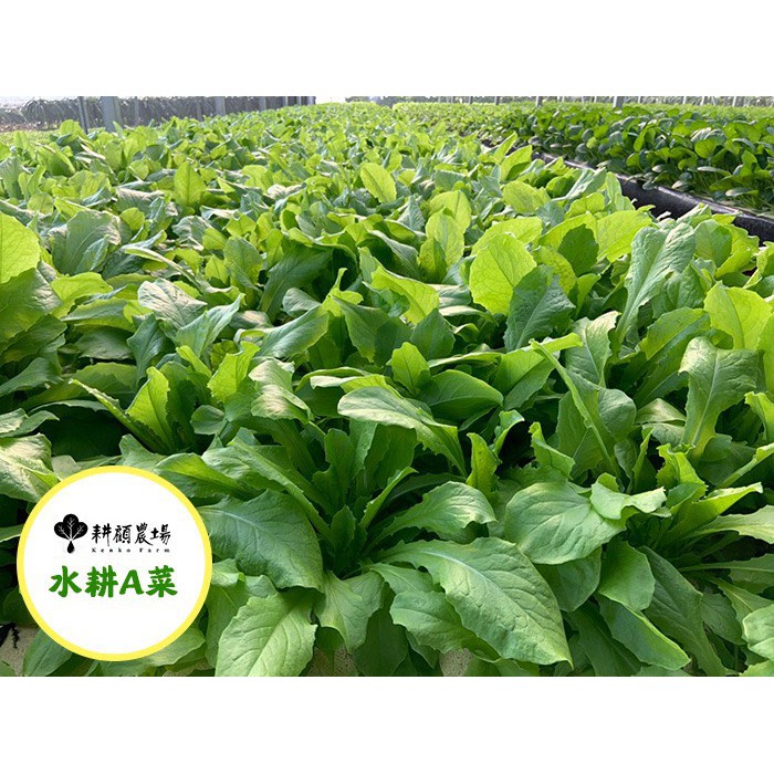 耕顧農場 自然農法栽培 無毒水耕蔬菜 另有免運方案 蝦皮購物