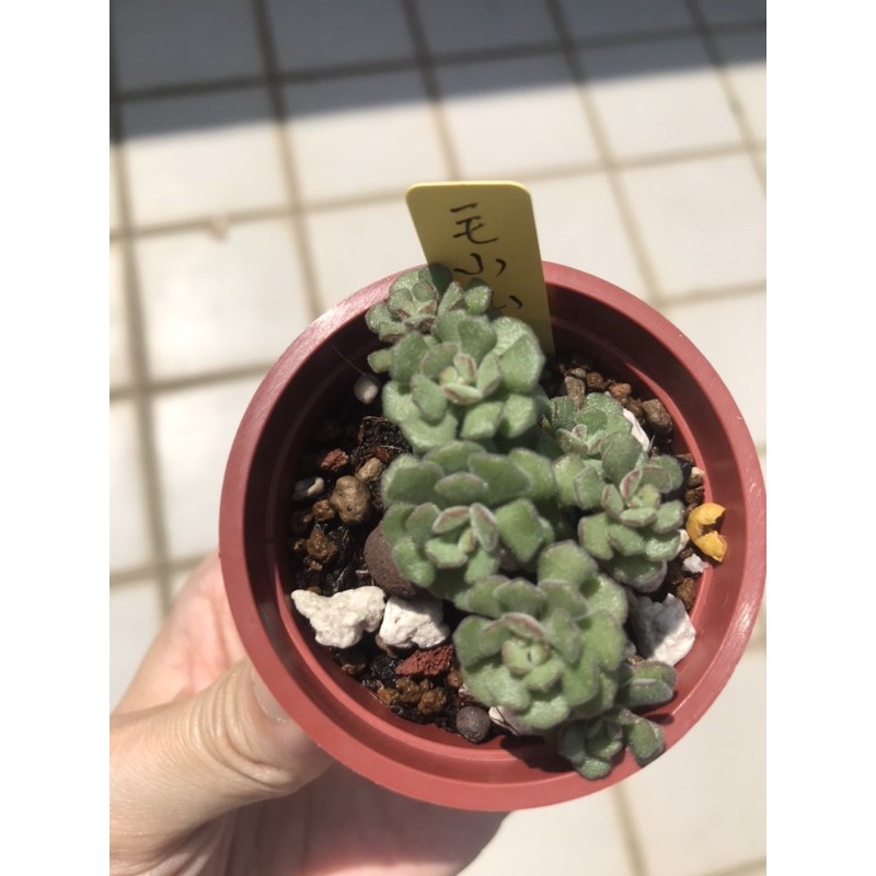 毛小玉多肉植物含盆寄出 蝦皮購物