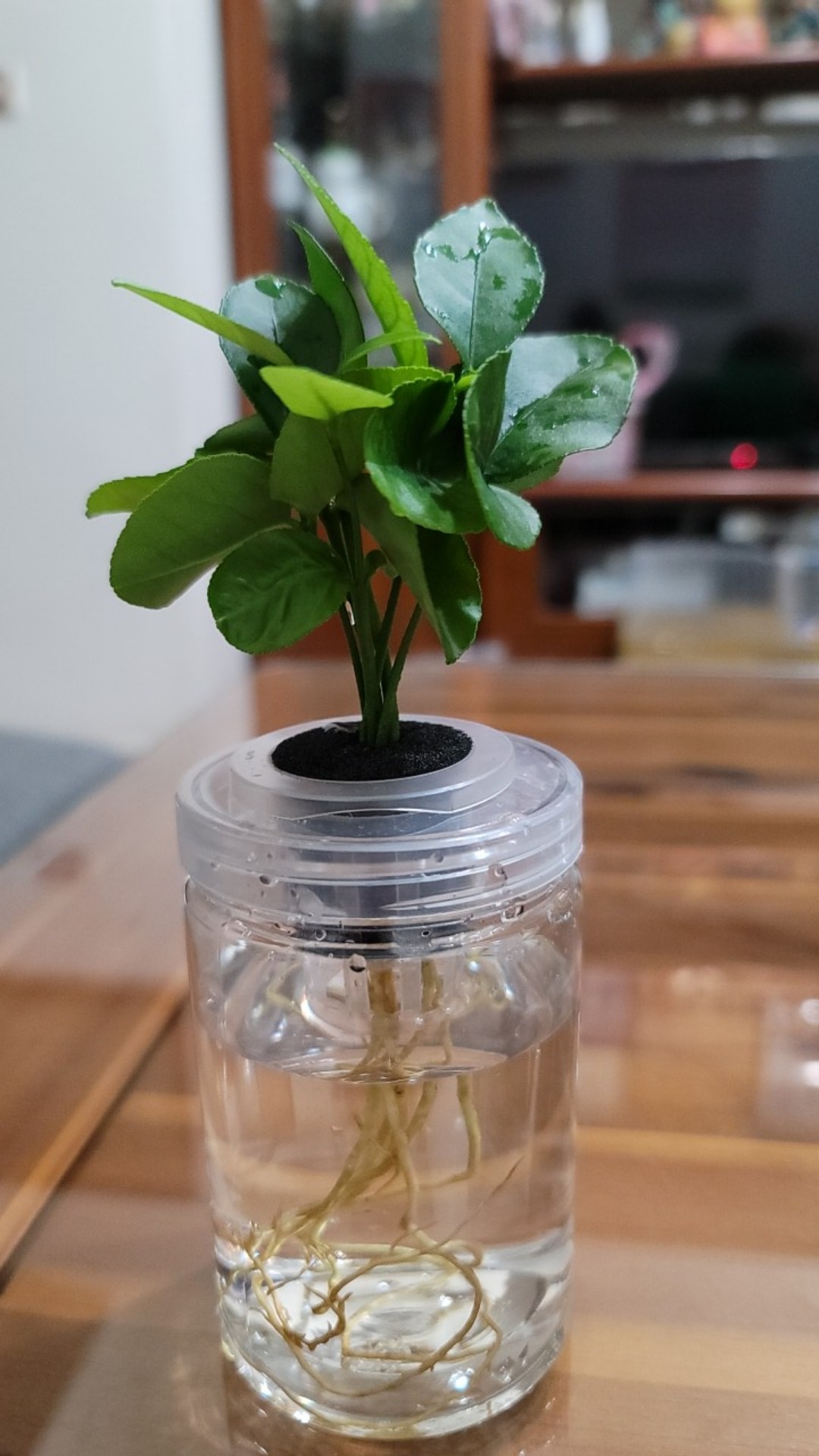 現貨 理想小品 柚子水耕盆栽無土種植簡單種植觀葉植物室內植物完全水培養塑膠飾品創意花盆盆栽 蝦皮購物