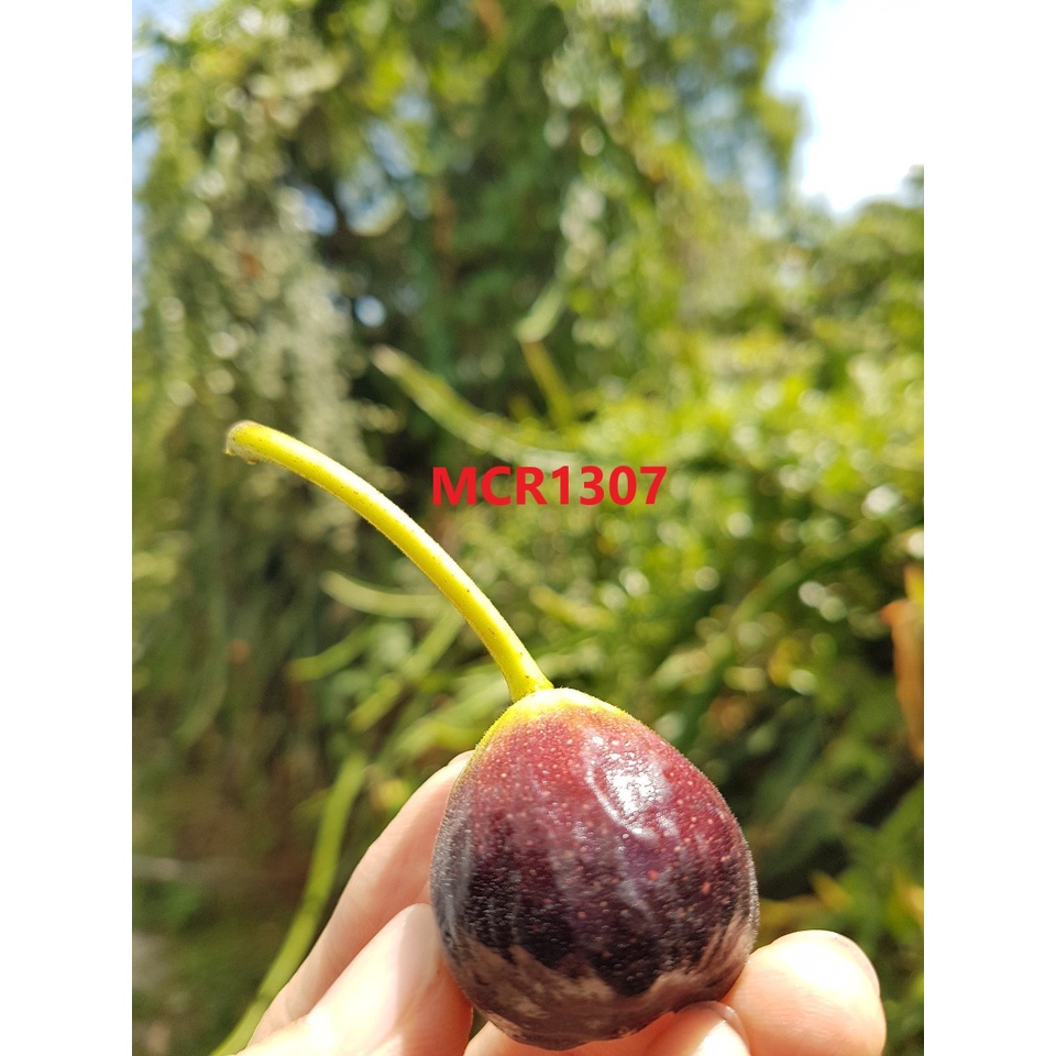 無花果枝條 - 伊朗姬 Iraqi 2枝150元 - 扦插用
