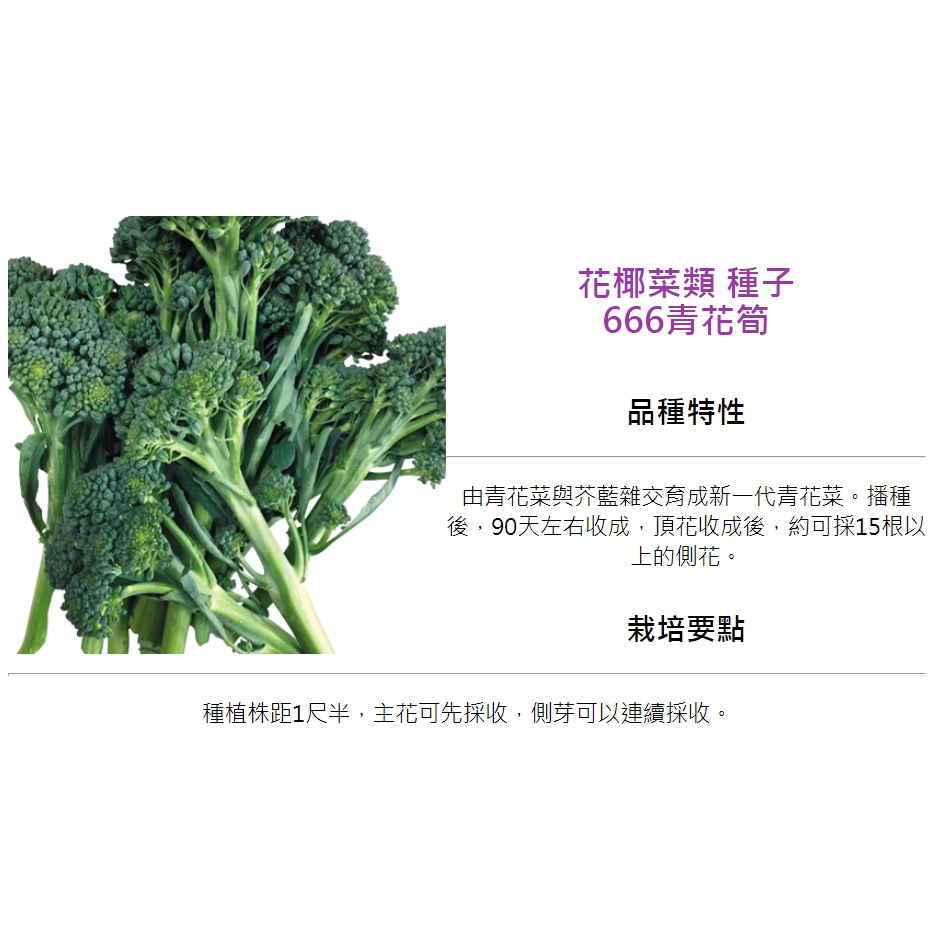 育材 開心田園樂 青花筍 90天左右收成 新品種 種子約100粒 蝦皮購物