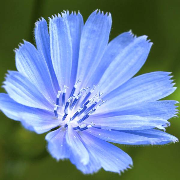 英國crystal Herbs菊苣花精 Chicory 巴哈花精巴赫花精bach 貝曲花精 蝦皮購物