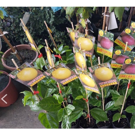 一禪種苗園-是來自巴西的雜交品種&lt;巨無霸黃金百香果&gt;水果苗-3吋盆/新改良品種/甜度高/果實巨大