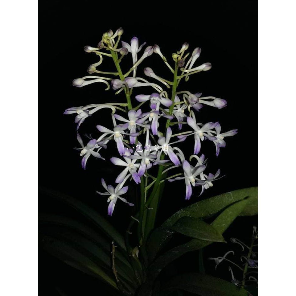 八色鳥蘭園 蘭花品種 日本風蘭交直梗狐狸尾 花開濃郁香味 蝦皮購物