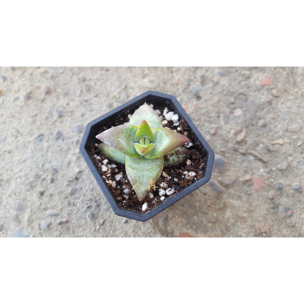 太陽星crassula Rupestris 多肉植物 人森 星星家族療癒可愛 蝦皮購物
