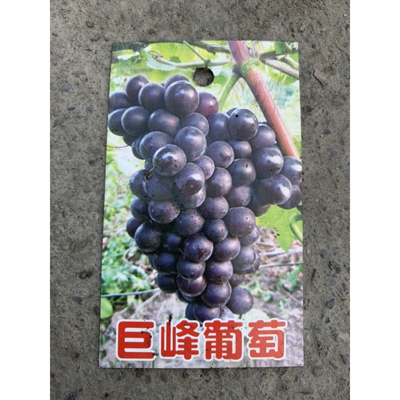 【花果聖地】～～巨峰葡萄 葡萄苗 水果苗 3.5寸黑軟盆