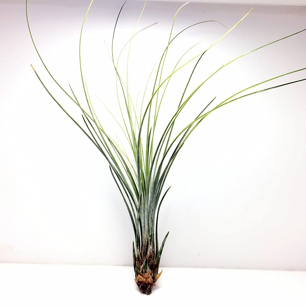 空氣鳳梨大三色 Tillandsia Juncea 蝦皮購物