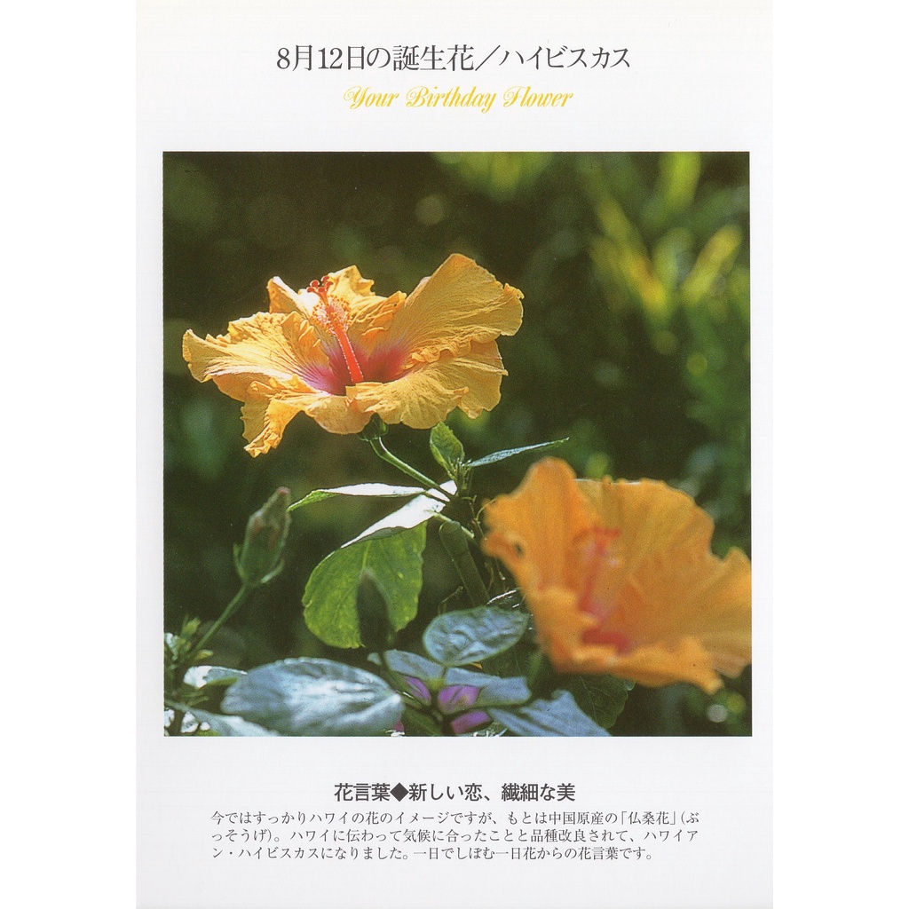 33明信片本舖 日本進口明信片8月生日花誕生花明信片 單張入 蝦皮購物