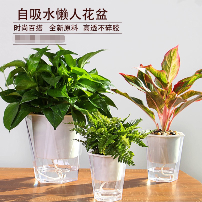 塑膠懶人花盆 菱形透明花盆 盆栽菱形透明加厚塑膠懶人花盆自吸水免澆水綠蘿盆栽北歐創意家用 蝦皮購物