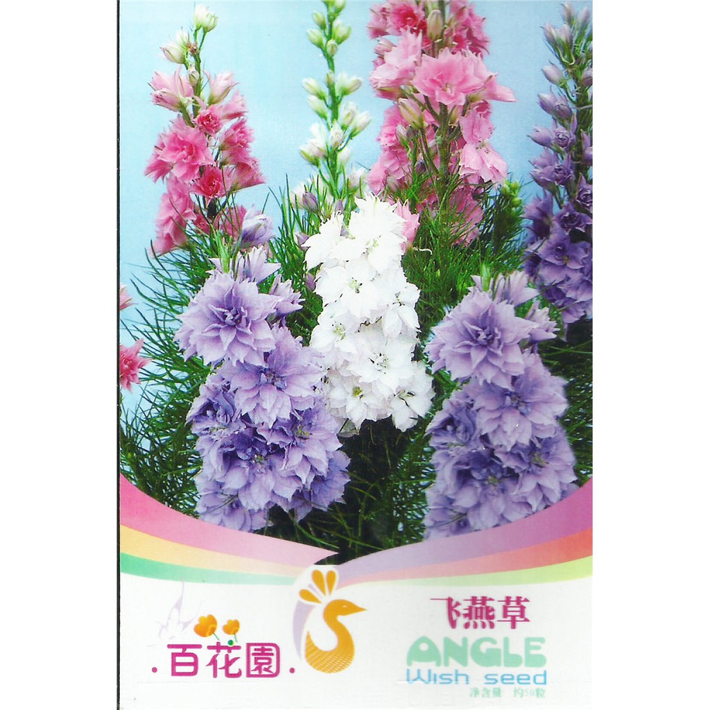 種子花園 多年生大花飛燕草種子小飛燕草陽臺庭院盆栽草本花卉千鳥草籽熱銷廠家直銷 蝦皮購物