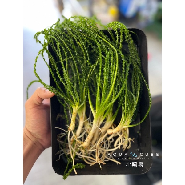 水立方水族空間～小噴泉（1株）超好養水草 陰性水草 水中葉 水草