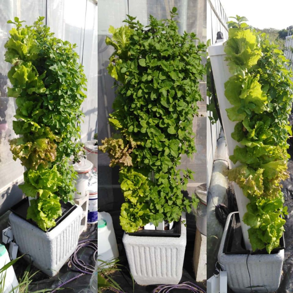 夯水耕 Grow Tube垂直水耕栽培管 雙塔系統vertical Hydroponics Tower System 蝦皮購物