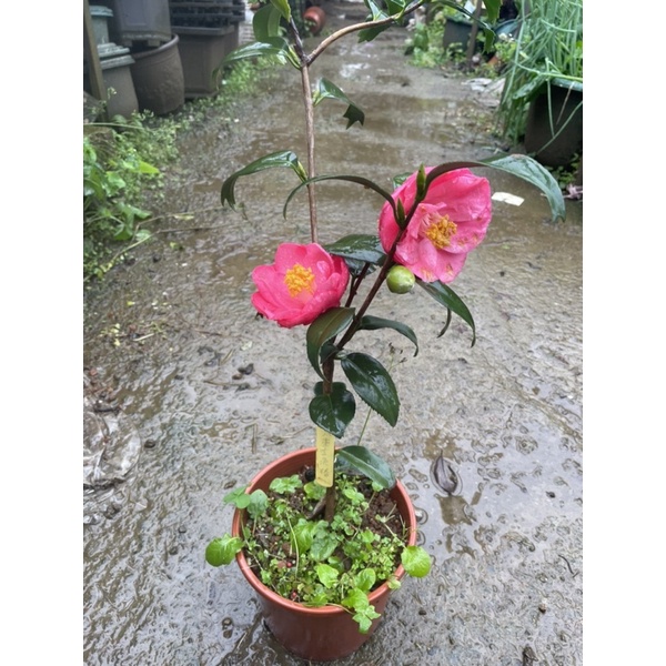 秀水茶園 赤八重金魚椿6吋盆 蝦皮購物