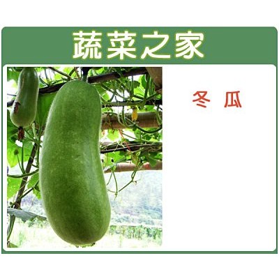 【蔬菜之家滿額免運】G09.冬瓜種子0.8克(約15顆)(青殼長冬瓜，果長)果菜類種子
