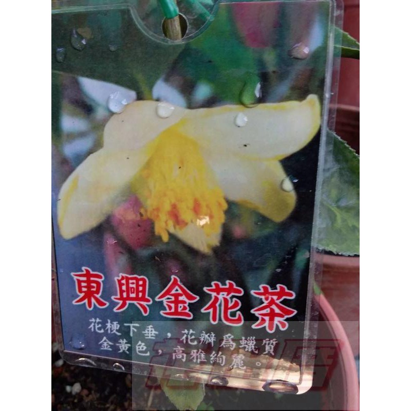 花田厝_常綠灌木--東興金花茶--黃色花朵 5吋盆 高20-30公分