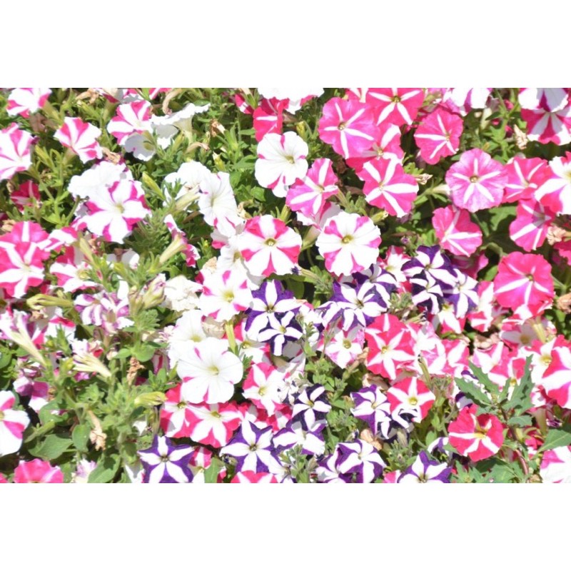 現貨矮牽牛花種子爬藤垂吊牽牛花種子矮牽牛花種子野花组合花籽易種喇叭花 蝦皮購物