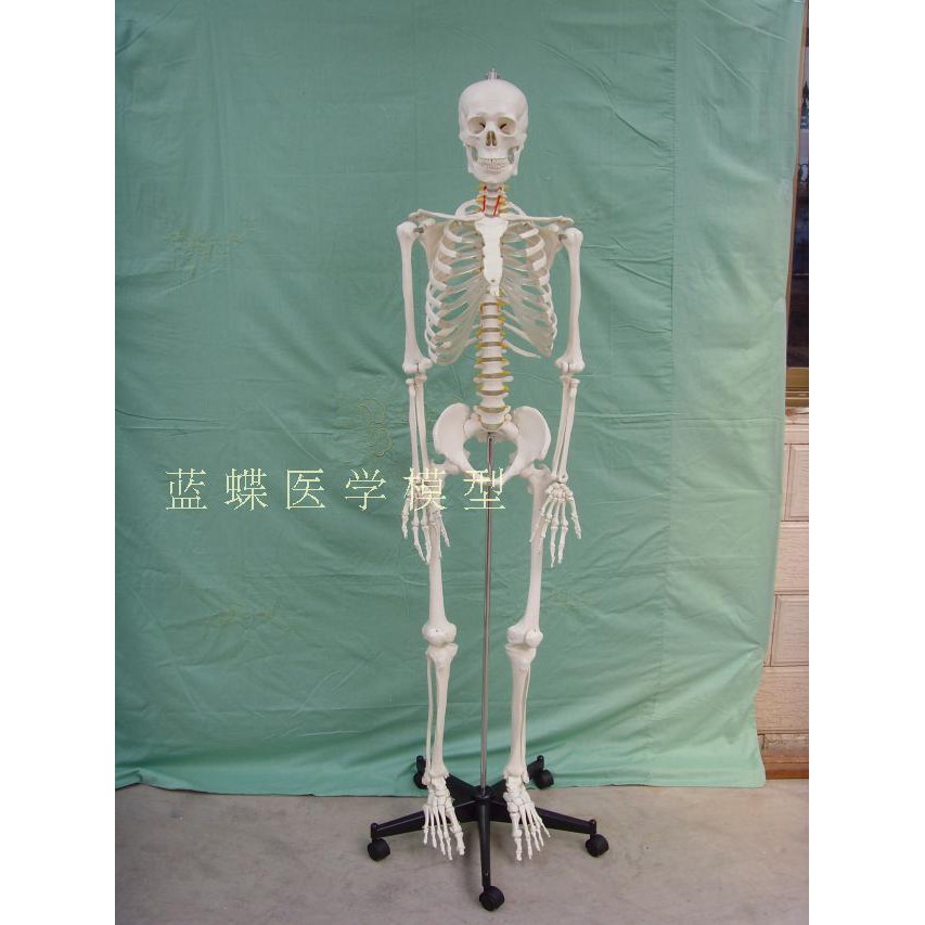 超讚 170cm人體骨骼模型170公分人骨模型人骷髏模型180公分骨骼模型qianqing3 蝦皮購物