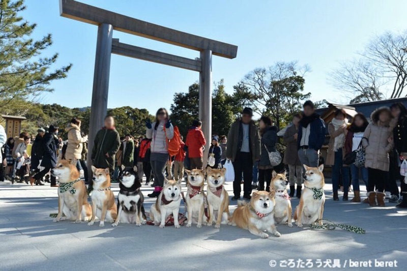 唐草頸圈項圈首輪和風唐草和柄柴犬ごろたろう犬具 蝦皮購物