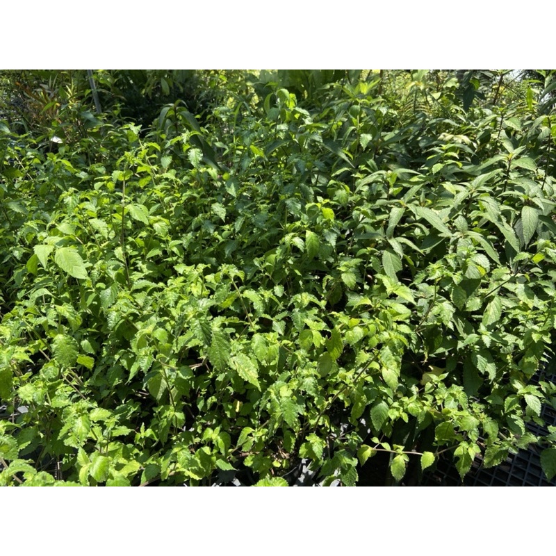(木莯工作室) 台灣馬藍:蝴蝶幼蟲食草：台灣馬藍為枯葉蝶、黑擬蛺蝶、眼紋擬蛺蝶……等，多種蝶類幼蟲的食草