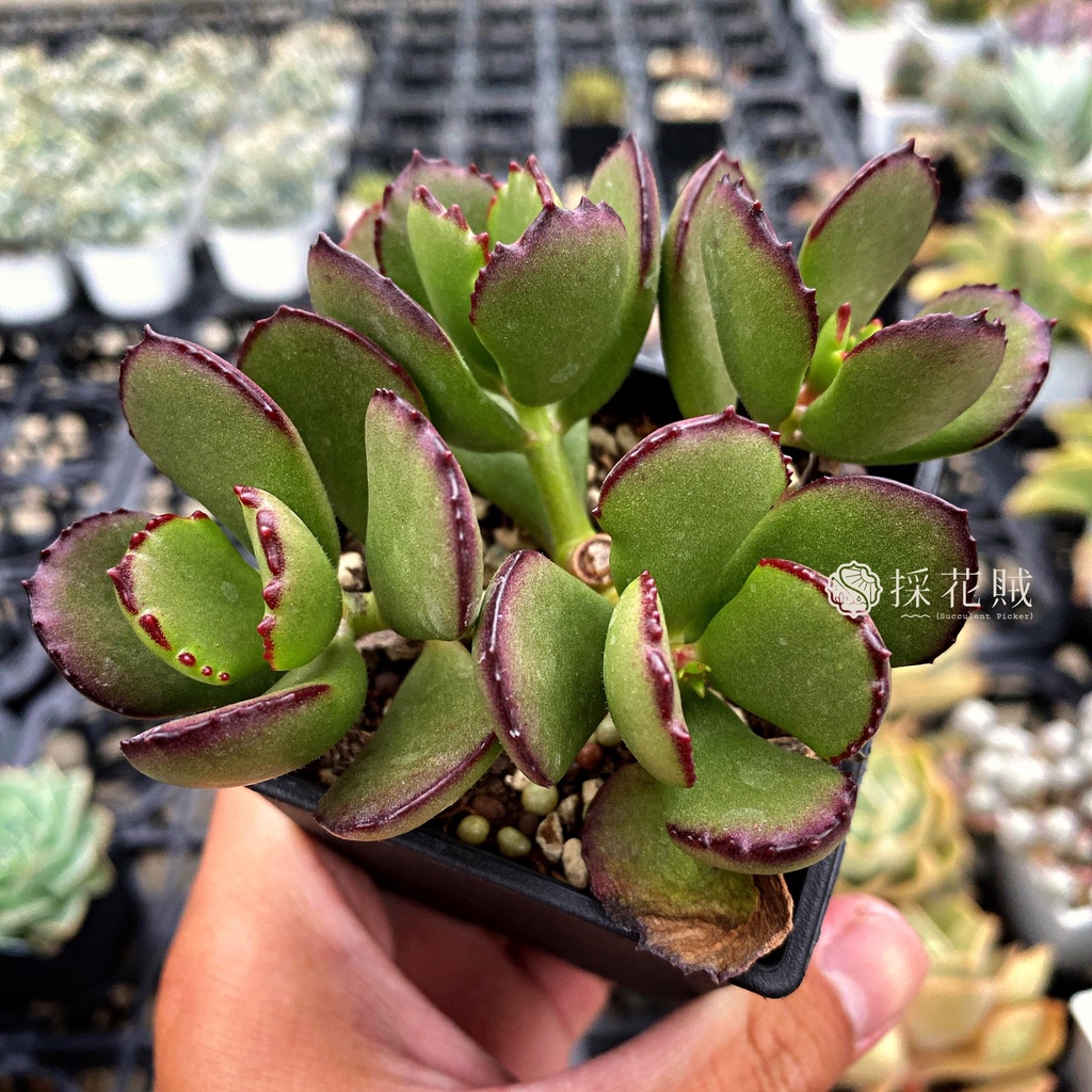 採花賊 熊童子x嫁入娘 多肉植物 療癒盆栽 蝦皮購物