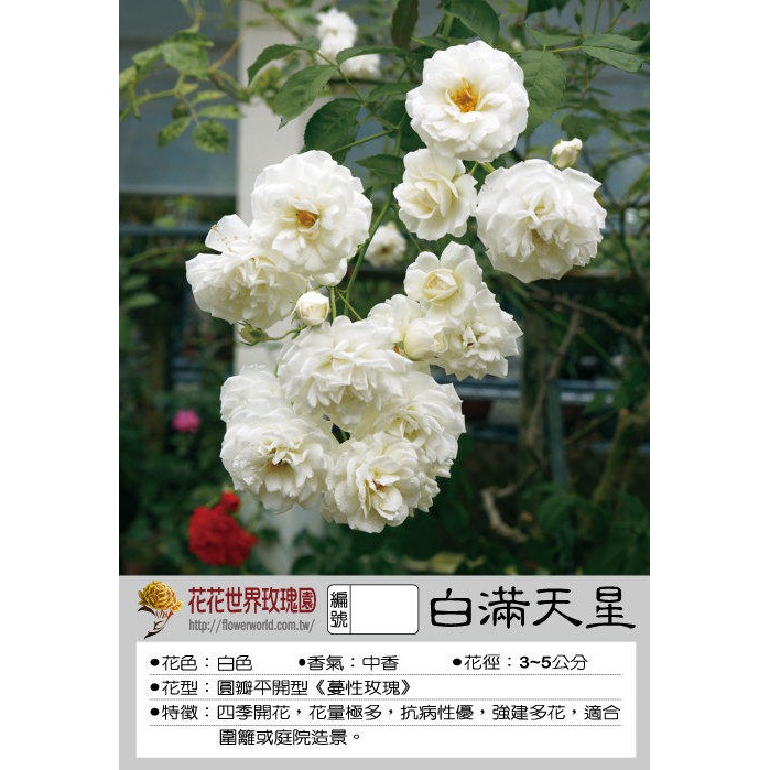 花花世界 玫瑰苗 白滿天星 Prosperity 中香蔓性 7吋盆苗 高30 50公分 Tm 蝦皮購物