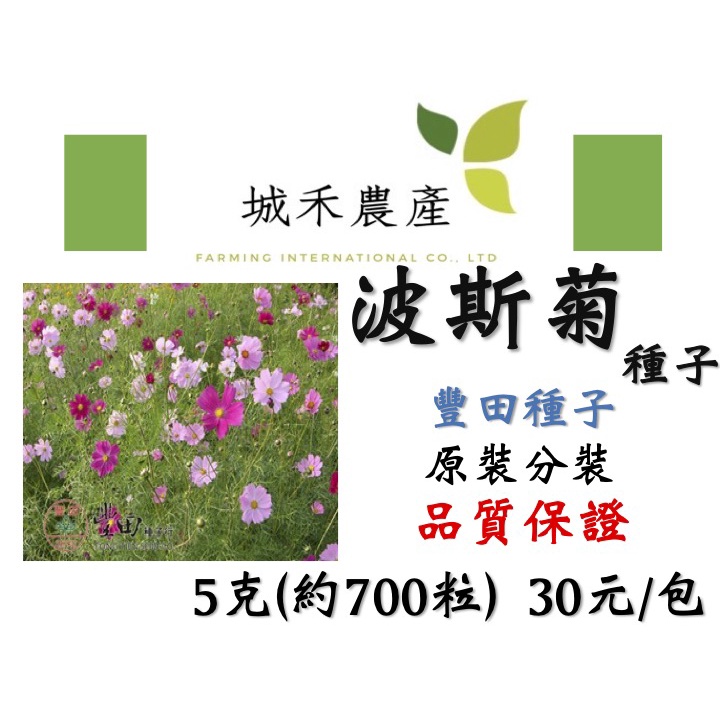 城禾農產🍃 波斯菊 菠斯菊 波斯菊種子 菠斯菊種子 花種子 波斯菊花種子 菠斯菊花種子 菊花種子 豐田種苗原裝分裝