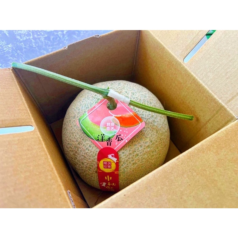 ［現貨］中秋節送禮-溫室綠肉網紋洋香瓜 哈密瓜5斤特級禮盒（2顆入）免運