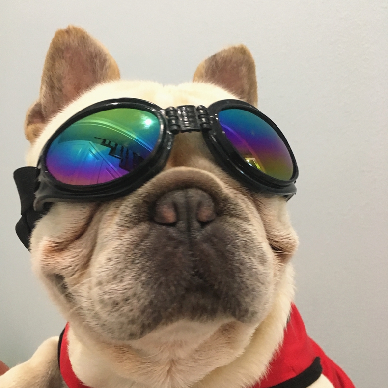 現貨 寵物墨鏡帥氣狗狗機車眼鏡可調節狗狗配飾頭飾狗狗太阳镜法鬥柯基墨鏡狗狗防風眼鏡搞怪創意狗狗眼鏡 蝦皮購物