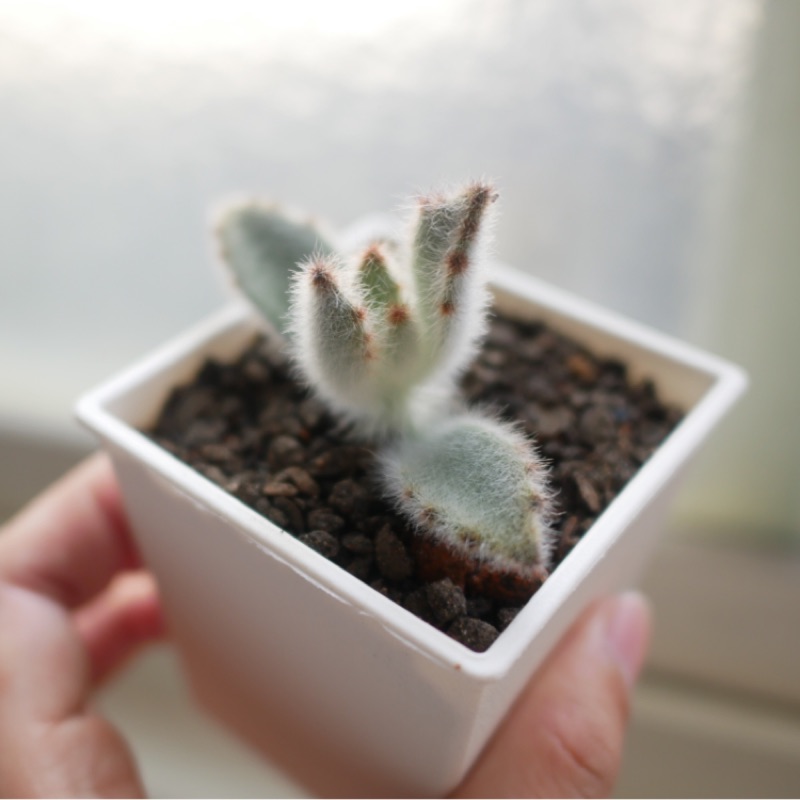 多肉植物毛兔耳非安哥拉閃光兔福兔熊貓兔肉桂兔孫悟空兔星兔熊童子 蝦皮購物