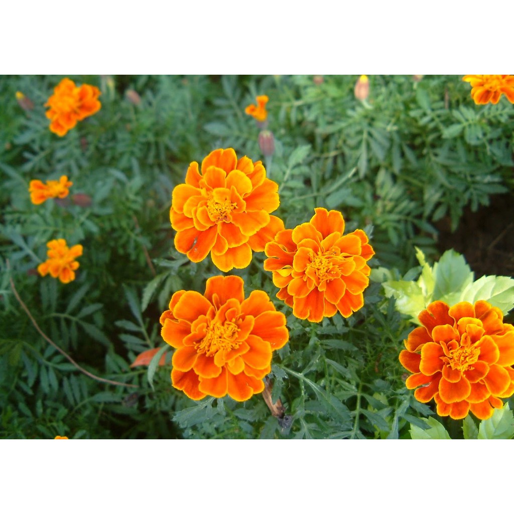 孔雀花 優惠推薦 22年7月 蝦皮購物台灣