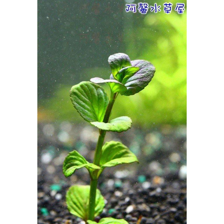 阿馨水草屋 水草造景 薄荷10株45元 出貨時水上葉 水草水族造景裝飾專賣店 蝦皮購物