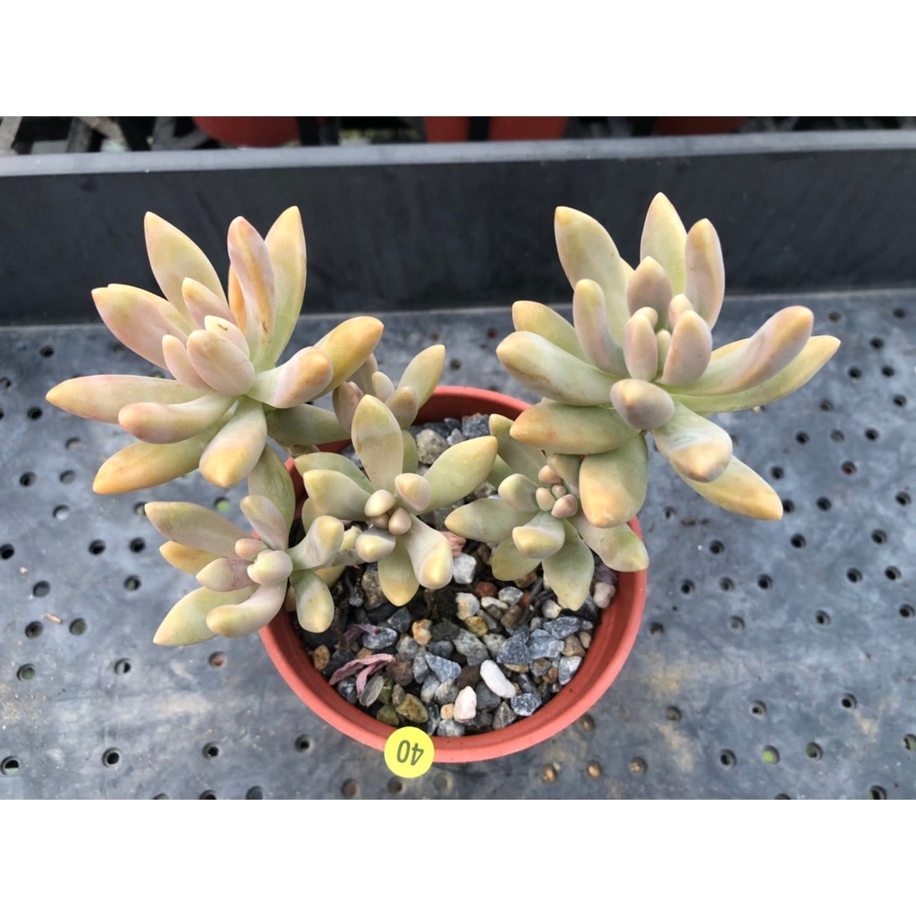 Kiki貓多肉園多肉植物秋麗小老欉種在三吋盆裸根寄送 蝦皮購物