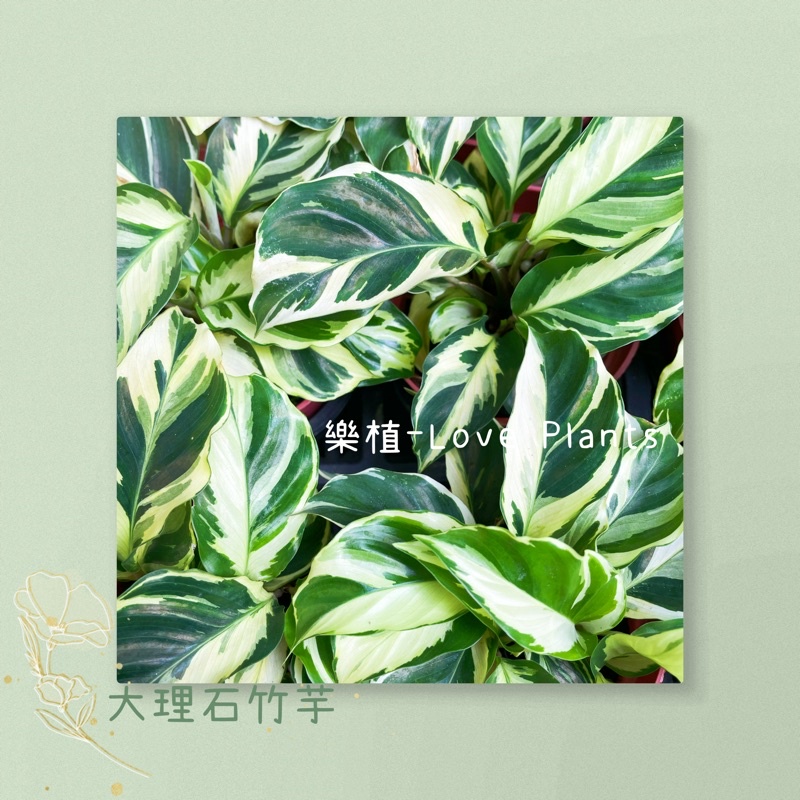 油畫竹芋的價格推薦 22年3月 比價比個夠biggo