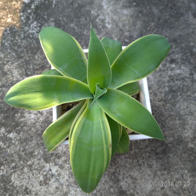 Agave attenuata f. Marginata 初綠覆輪 龍舌蘭