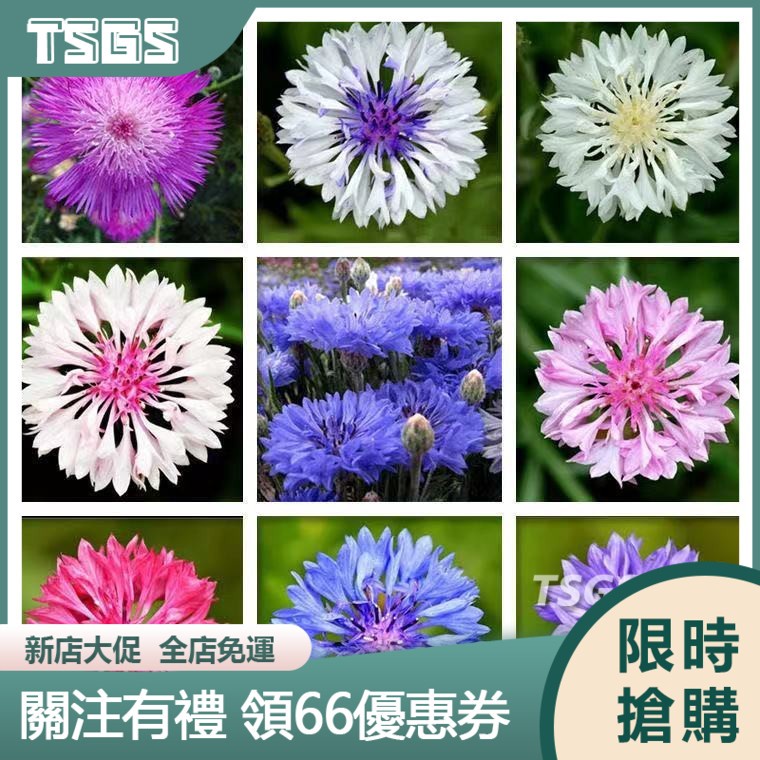 【TSGS】矢車菊種子 矢車菊花種子 四季易播耐寒觀花花卉種子藍色矢車菊