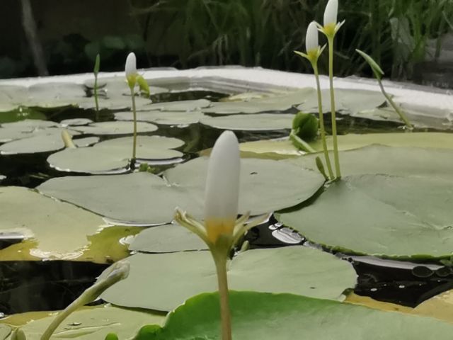 水耕植物 要日照 開花滿滿小花 一葉蓮 好養 超級會繁殖生小葉蓮 蝦皮購物