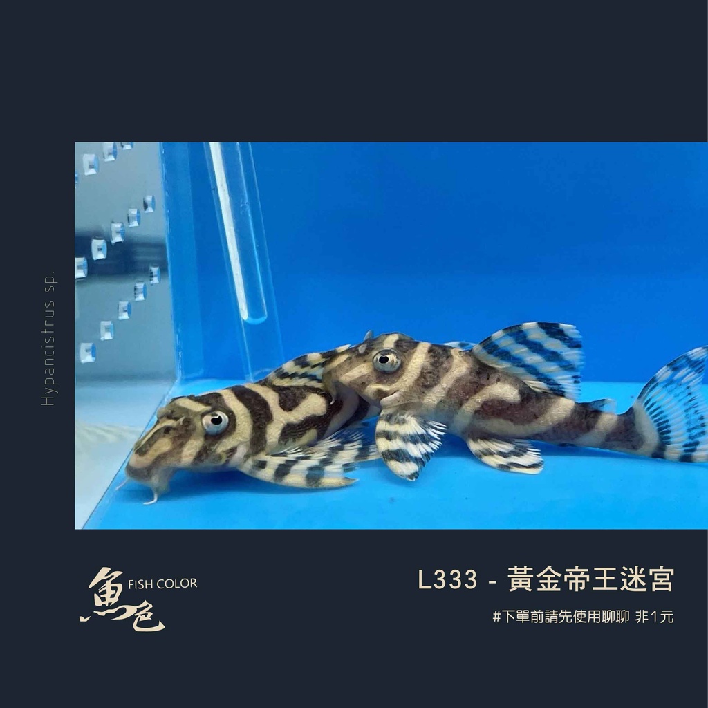 魚色水族 FISHCOLOR 台北 L333 黃金帝王迷宮 異型魚 觀賞魚 模型 下單前請先聊聊