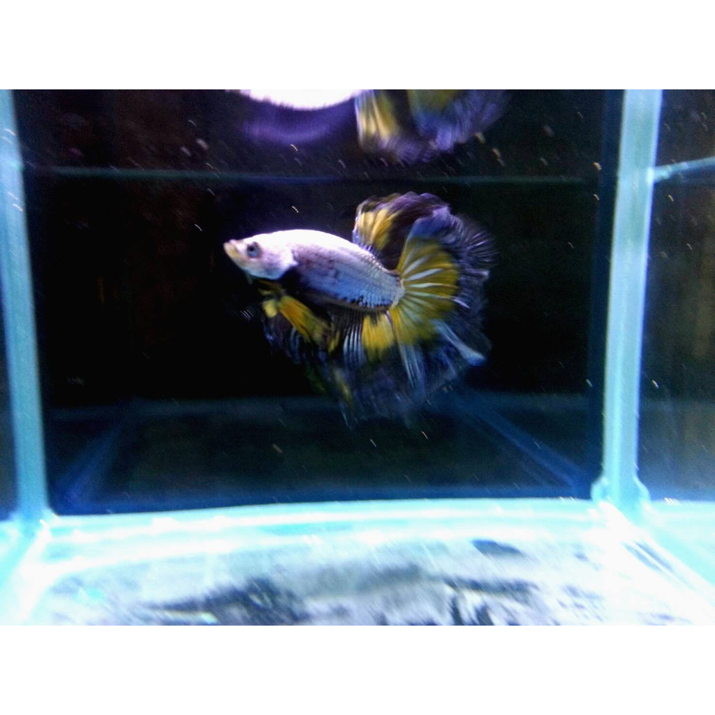 孔雀魚缸 優惠推薦 21年6月 蝦皮購物台灣