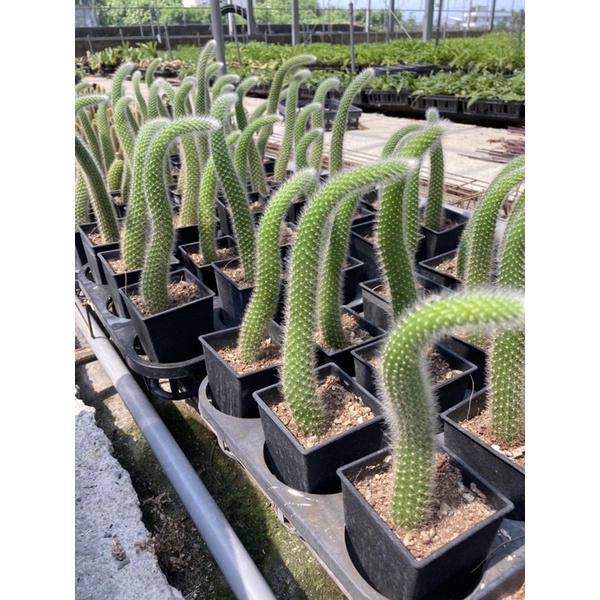 維拉多肉植物猴尾柱九尾狐鼠尾掌猴子尾巴3吋長約 30公分出貨植株為裸株出貨 蝦皮購物