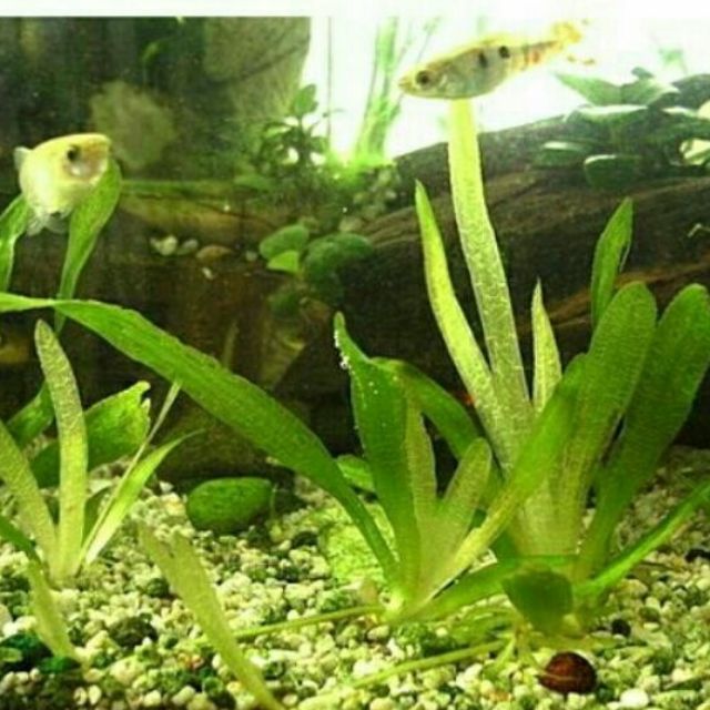 水蘭水中蘭花草水生植物魚缸水草 水之舞坊 蝦皮購物