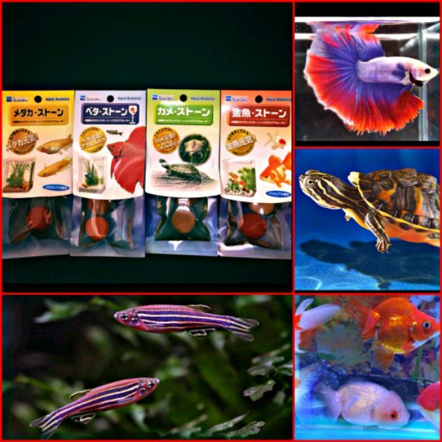 鑫林水族 日本suisaku水作超神奇淨水石 鬥魚 烏龜 金魚 小型魚 烏龜 金魚 魚缸 沸石 硝化菌 培菌石 蝦皮購物