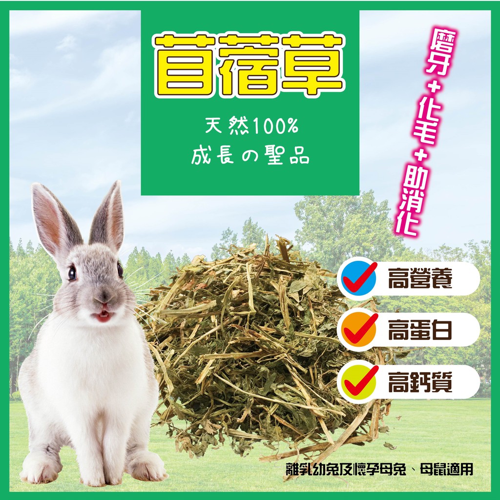 紫花苜蓿草兔子牧草新鮮天然兔子主食兔飼料寵物天竺鼠龍貓小動物無過篩 蝦皮購物