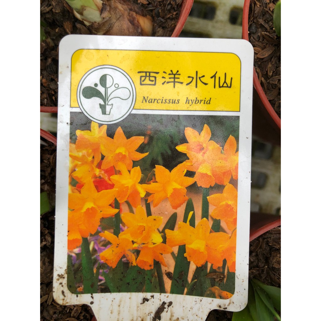 花花世界 球根植物 西洋水仙 春意盎然 3 5吋盆 高5 10cm Ma 蝦皮購物