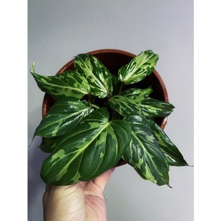 斑葉錦緞蔓綠絨Philodendron Gloriosum(龜背芋、蔓綠絨、雨林植物、斑葉植物、觀葉植物可參考)