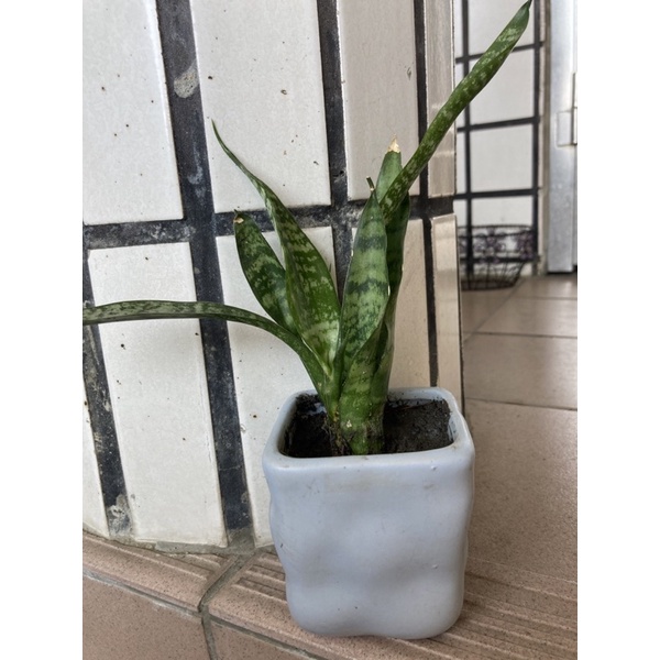 虎尾蘭小盆栽虎尾蘭盆栽