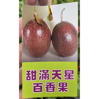 ★綠霖園藝★ 滿天星百香果嫁接苗 水果樹苗/新興果樹觀賞植物/水果樹苗/新興果樹/果苗/嫁接/植物/盆栽