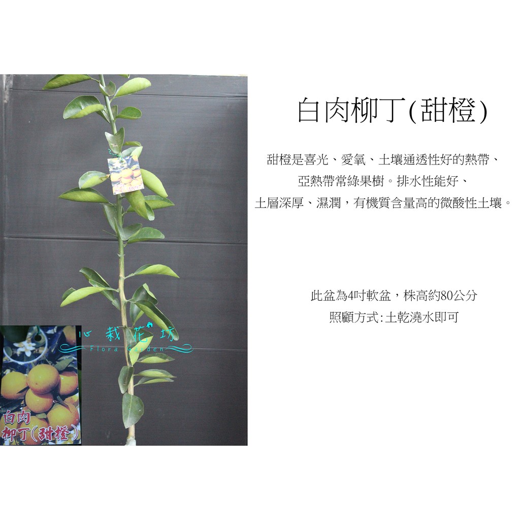 心栽花坊 白肉柳丁 甜橙 白肉丁 嫁接苗 柑橘類 水果苗 售價180特價150 蝦皮購物